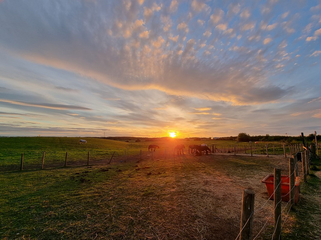 Horse sunset
